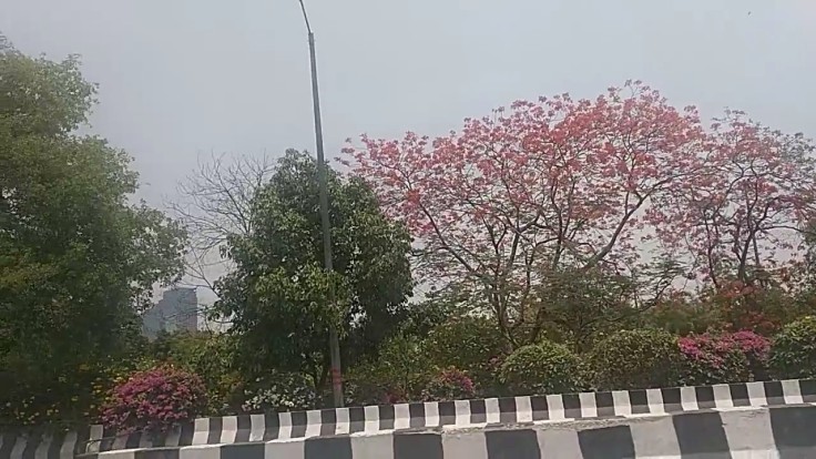 Delhi, Flowers, Delhi in summer, Lockdown, Covid-19 Lockdown